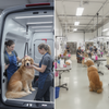 Mobile vs In-Salon Grooming: Pros, Cons & What Pet Lovers Should Ask