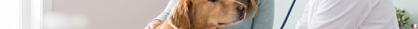 Professional dog health check focusing on anal gland care, hygiene, prevention, and early symptom detection