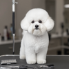 Pristine Bichon Frisé with a perfect round head and cloud-like coat, representing expert show grooming techniques featured by Groomica.eu.
