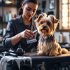Professional groomer brushing and drying a Yorkshire Terrier (Yorkie) on a grooming table in a modern salon