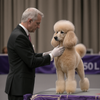 dog show grooming preparation showing what judges look for in dog shows