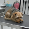 fearful dog grooming in a professional salon using calm, trust-building handling