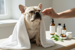 French Bulldog grooming guide showing wrinkle cleaning and skin care routine