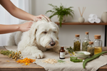 Natural Skin & Coat Care for Dogs: How Professional Groomers Use Plant-Based Ingredients Safely