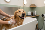 Dog receiving a spa bath during professional grooming to improve skin condition, coat quality, and overall comfort.