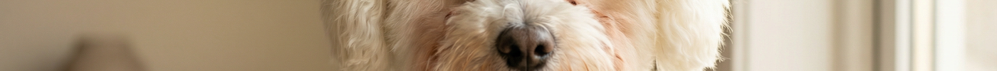 A white dog with clean eyes before and after using dog tear stain remover products like Eye Envy