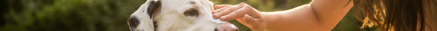 Dog receiving sun protection during a summer outdoor adventure with healthy skin, protected coat, and pet-safe sunscreen