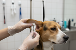 Professional groomer cleaning a dog’s ear in a grooming salon