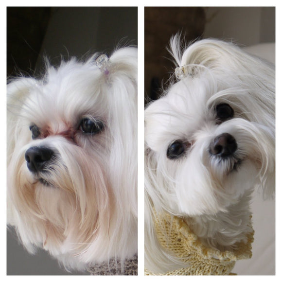 Pet Silk Tear Stain Remover 118ml – Gentle Formula Eliminates Eye and Mouth Discoloration