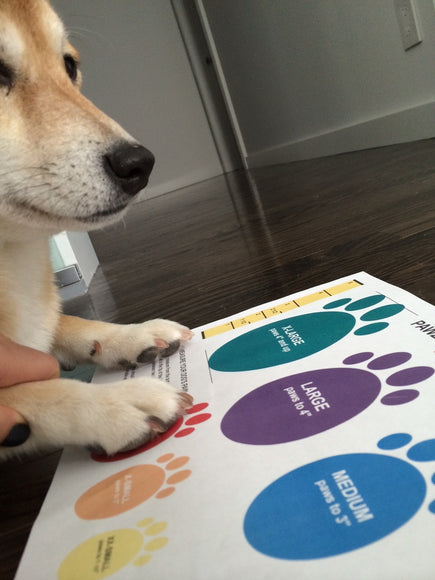 PAWZ Rubber Dog Boots – Black, Medium Size, 12 Pack, Durable Waterproof Protection