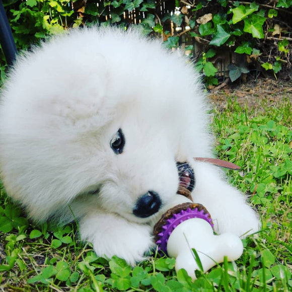 PetSafe Busy Buddy Bristle Bone Chew Toy – Small Size, Teeth Cleaning Design with Treat