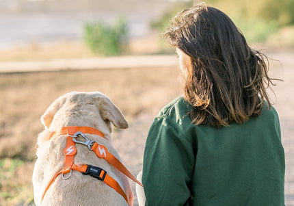 Dashi Solid Back Harness Orange – Adjustable Guard Dog Harness, Lightweight and Secure Fit, XS Size