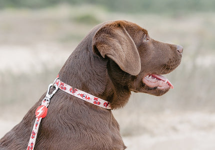 Dashi Tribes Collar – Colorful Patterned Dog Collar with Brave Creatures, Size Small