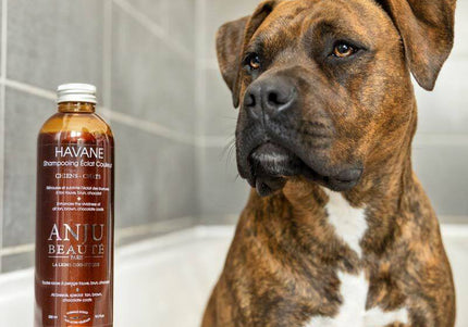 Anju Beaute Havane Color-Enhancing Shampoo – Intensifies Brown, Red, Chocolate Coats, 250ml