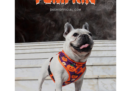 Dashi Pumpkin Neo Mesh Harness – Pressure-Free Double-Sided Mesh, Halloween Pumpkin Pattern, XL