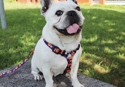 Dashi Pumpkin Back Harness – Adjustable Guard Harness with Halloween Pumpkin Pattern, Size S