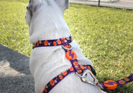 Dashi Pumpkin Back Harness – Adjustable Guard Harness with Halloween Pumpkin Pattern, Size S