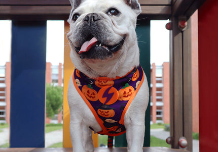 Dashi Pumpkin Neo Mesh Harness – Pressure-Free Double-Sided Mesh, Halloween Pumpkin Pattern, XL