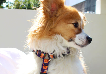 Dashi Pumpkin Back Harness – Adjustable Guard Harness with Halloween Pumpkin Pattern, Size S