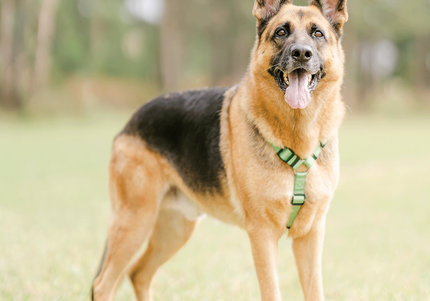 Dashi Solid Back Harness Green – Adjustable Guard Dog Harness, Medium Size, Durable Design