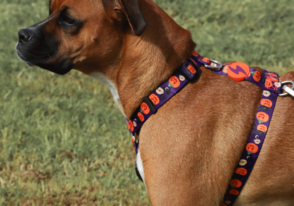 Dashi Pumpkin Back Harness – Adjustable Guard Harness with Halloween Pumpkin Pattern, Size S