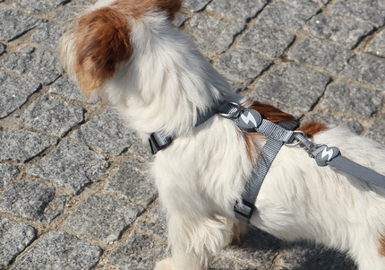 Dashi Solid Back Harness Grey – Adjustable Guard Dog Harness, Lightweight and Secure Fit, XS Size