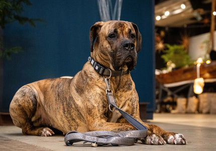 Max&Molly GOTCHA! Smart ID Matrix 2.0 Collar Stone – Gray QR ID Dog Collar, Medium Size