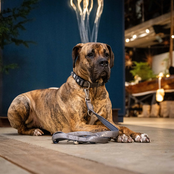 Max&Molly GOTCHA! Smart ID Matrix 2.0 Collar Stone – Gray QR ID Dog Collar, Medium Size