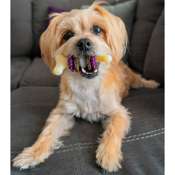 PetSafe Busy Buddy Bristle Bone Chew Toy – Small Size, Teeth Cleaning Design with Treat
