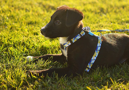 Dashi Nebula Back Harness – Blue and Yellow Abstract Pattern, Small Size, Secure Fit