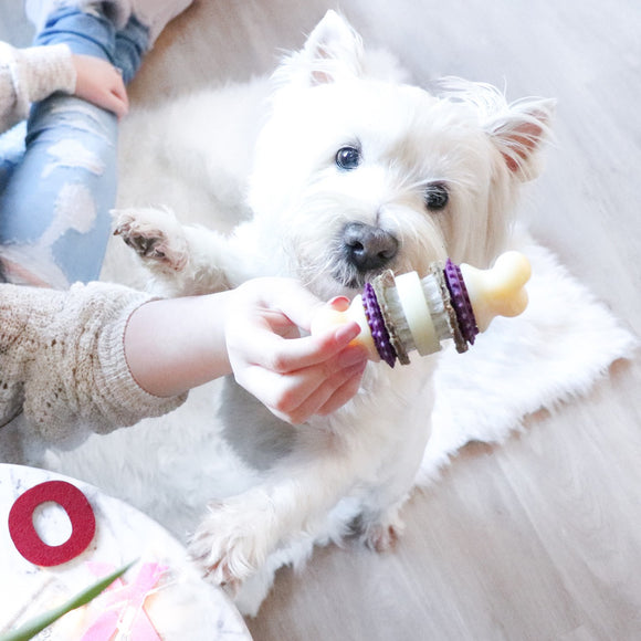 PetSafe Busy Buddy Bristle Bone Chew Toy – Small Size, Teeth Cleaning Design with Treat