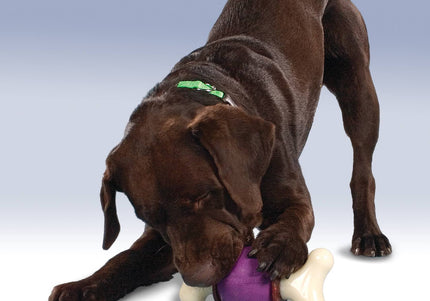 PetSafe Busy Buddy Bouncy Bone – Medium Durable Chew Toy with Treat, Interactive Ball Design