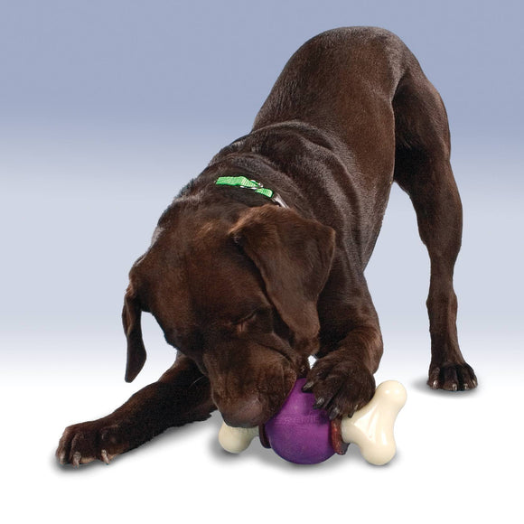 PetSafe Busy Buddy Bouncy Bone – Medium Durable Chew Toy with Treat, Interactive Ball Design