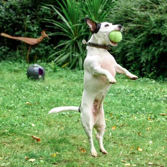 PetSafe Automatic Ball Launcher – Motion Sensor, Interactive Play Device for Pets