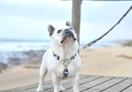 Dashi Nebula Back Harness – Blue and Yellow Abstract Pattern, Small Size, Secure Fit