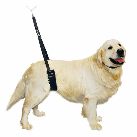 Show Tech Comfort Bellyband Big – Large Ergonomic Back Support Belt with Soft Padding