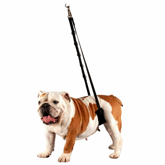 Show Tech Comfort Bellyband Small – Ergonomic Back Support Belt, Lightweight and Adjustable