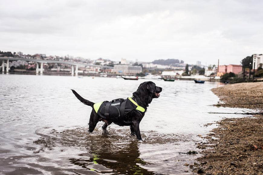 Julius-K9 Multifunctional Neon Vest – Lightweight Swimming and Rehabilitation Support, Size S