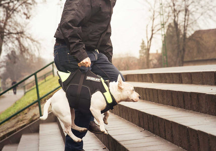 Julius-K9 Multifunctional Neon Vest – Lightweight Swimming and Rehabilitation Support, Size S