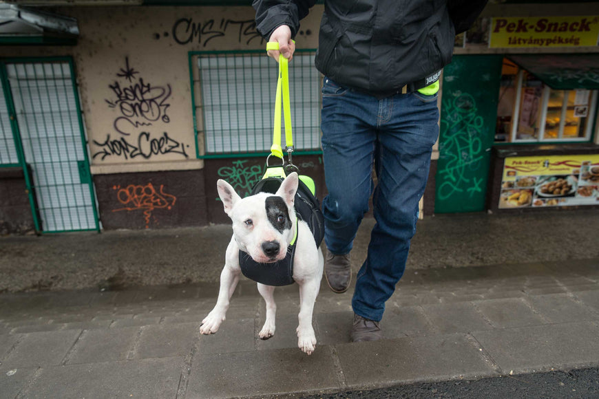 Julius-K9 Multifunctional Neon Vest – Lightweight Swimming and Rehabilitation Support, Size S