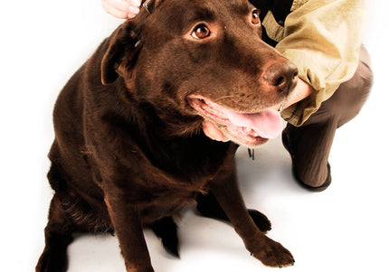 Show Tech Shed Stopper Regular Undercoat Eliminator – 7cm Blade, Efficient Shedding Tool