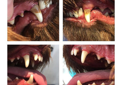 Emmi-Pet 2.0 Basic Set Ultrasonic Toothbrush – Professional Plaque and Tartar Remover