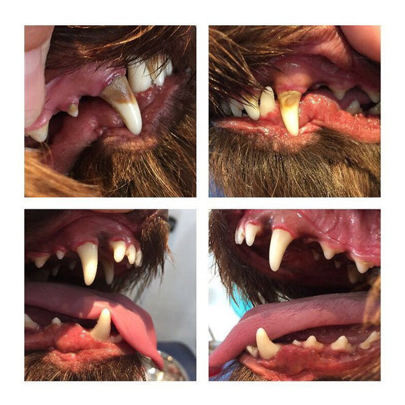 Emmi-Pet 2.0 Basic Set Ultrasonic Toothbrush – Professional Plaque and Tartar Remover