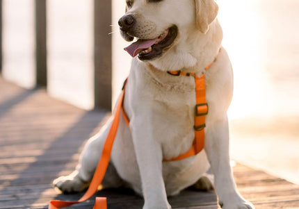 Dashi Solid Back Harness Orange – Adjustable Guard Dog Harness, Lightweight and Secure Fit, XS Size