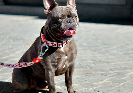 Dashi Tribes Collar – Colorful Patterned Dog Collar with Brave Creatures, Size Small