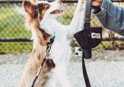 Hamilton Go Boldly Foldable Travel Bowl – Textile, Compact Design, Lightweight and Durable