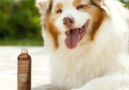 Anju Beaute Abricot Color Intensifying Shampoo – Enhances Creamy Blonde Apricot Coats, 250ml