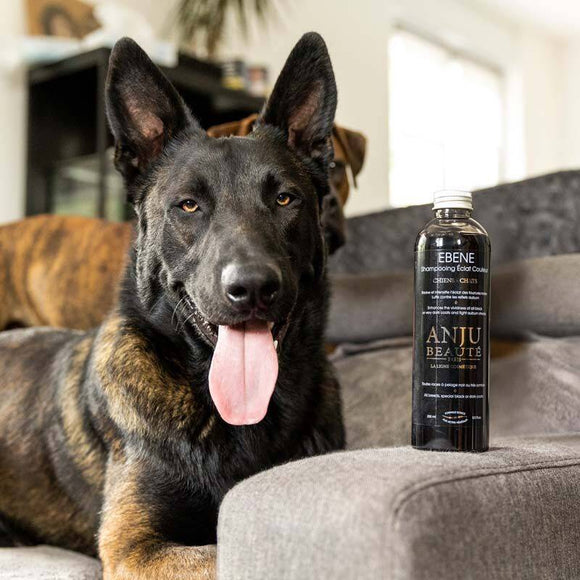 Anju Beaute Ebene Color Intensifying Shampoo – Enhances Black and Dark Coats, 250ml