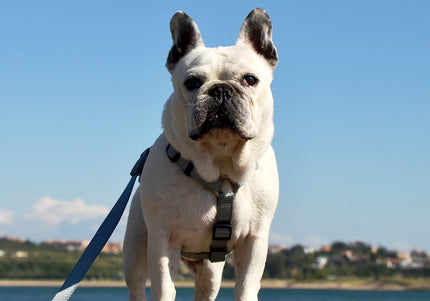 Dashi Solid Back Harness Grey – Adjustable Guard Dog Harness, Lightweight and Secure Fit, XS Size