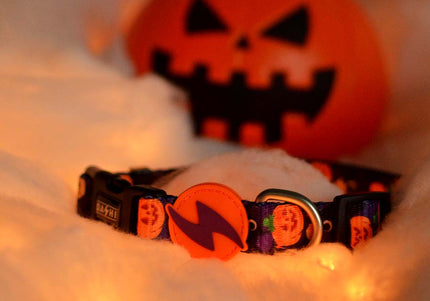 Dashi Pumpkin Collar – Halloween-Themed Adjustable XS Collar with Festive Pumpkin Design